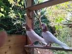 8 prachtige Perzische/Koerdische/Iraanse duiven hoogvliegers, Dieren en Toebehoren, Vogels | Duiven, Meerdere dieren, Tuimelaar of Roller