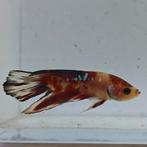 Betta splendens man 0L, Vis