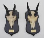 2 x schedel MOUNTAIN REEDBUCK op zwart houten schild (gewei), Ophalen of Verzenden, Gebruikt, Wild dier, Schedel