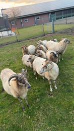 Heide schapen te koop, Vrouwelijk, Schaap