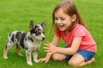 Australische herder kruising husky pups, Dieren en Toebehoren, België, 8 tot 15 weken, Meerdere, Meerdere dieren
