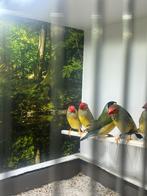 3 binsenastrilde mannen roodkop, Dieren en Toebehoren, Mannelijk, Tropenvogel, Geringd