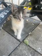 Kittens, Dieren en Toebehoren, Katten en Kittens | Overige Katten, Meerdere dieren, 0 tot 2 jaar