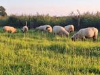 Hampshire down ooien stamboek, Vrouwelijk, Schaap