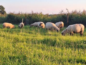 Hampshire down ooien stamboek beschikbaar voor biedingen