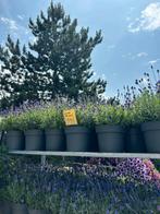 Lavendel winterhard vaste plant 9 per m2, Volle zon, Vaste plant, Zomer, Ophalen
