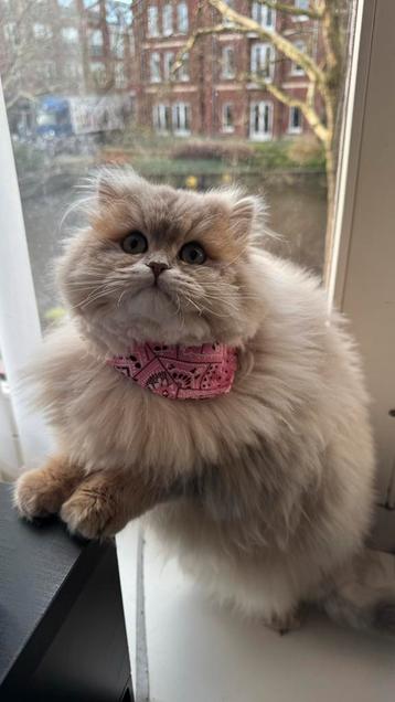 Prachtige dekkater beschikbaar – OOK TE KOOP !! beschikbaar voor biedingen