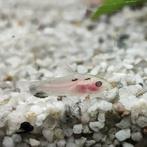 corydoras Pygmaeus, Dieren en Toebehoren, Vissen | Aquariumvissen, Vis