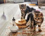 Britse korthaar kittens