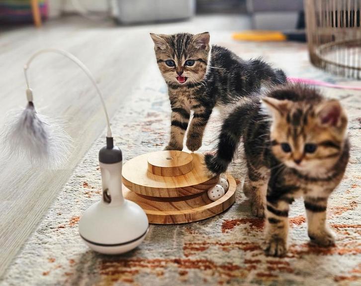 Britse korthaar kittens, Dieren en Toebehoren, Katten en Kittens | Raskatten | Korthaar