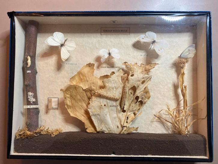 Vintage Insectenvitrines Imexporter Leiden (7 stuks), Verzamelen, Dierenverzamelingen, Gebruikt, Overige typen, Insect, Ophalen of Verzenden