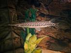 💥 Spotted Gar - Kaaiman Snoek, Dieren en Toebehoren, Vissen | Aquariumvissen, Vis
