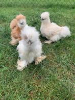 3 hennen 🐥Usa zijdehoen 12 wk geent💯% hen garantie✅, Vrouwelijk, Kip