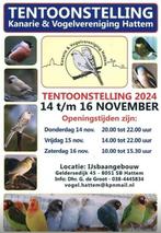 Vogeltentoonstelling Hattem, Dieren en Toebehoren, Vogels | Overige Vogels, Meerdere dieren, Tropenvogel