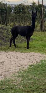 Alpaca merrie, Dieren en Toebehoren, Overige Dieren, Januari, Vrouwelijk