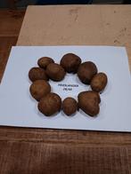 Pootaardappel frieslanders, Ophalen of Verzenden, Voorjaar, Volle zon, Knol