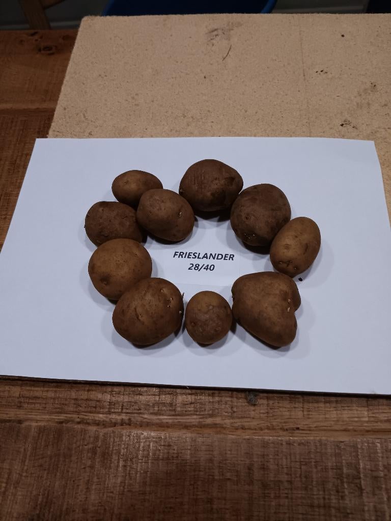 Pootaardappel frieslanders, Tuin en Terras, Bloembollen en Zaden, Knol, Voorjaar, Volle zon, Ophalen of Verzenden