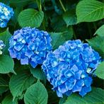 Hydrangea macr. Little Blue Boerenhortensia, Ophalen, Zomer, Overige soorten, Halfschaduw
