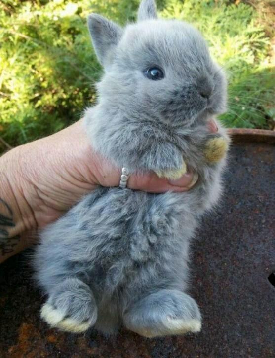 Prachtige dwergkonijntjes, vosjes en hangoortjes, Dieren en Toebehoren, Konijnen, Dwerg, Meerdere dieren, Hangoor