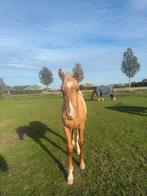 Palomino hengstveulen, Hengst, Minder dan 160 cm, 0 tot 2 jaar