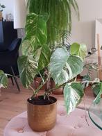 Dubbele monstera variegata plant., Ophalen of Verzenden, Halfschaduw, Minder dan 100 cm