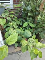 Calycanthus hartlage wine, Ophalen, Overige soorten, Lente