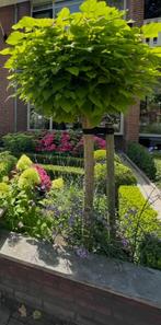 Catalpa (Boom), Tuin en Terras, Planten | Bomen, Bloeit niet, 100 tot 250 cm, Ophalen, Volle zon