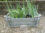 Blauwe Iris planten, Volle zon, Vaste plant, Lente, Ophalen