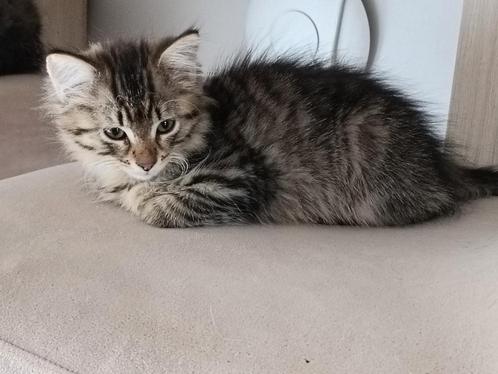kruising Noorse boskat x Europese korthaar € 250,00, Dieren en Toebehoren, Katten en Kittens | Overige Katten, Langharig, Meerdere dieren