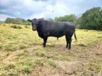 Black Angus stier, Dieren en Toebehoren, Mannelijk