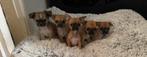 Chihuahua puppy’s, Dieren en Toebehoren, Honden | Chihuahua's en Gezelschapshonden, CDV (hondenziekte), 8 tot 15 weken, Meerdere