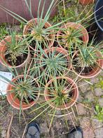 meerdere yucca rostrata zie foto 7 stuks, Tuin en Terras, Ophalen, Overige soorten, Volle zon
