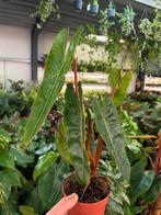 Philodendron Billietiae - 12cm pot, Huis en Inrichting, Kamerplanten, Ophalen of Verzenden