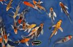 Import HQ Butterfly koi / Vlinderkoi 8 / 12 cm Koidreams, Dieren en Toebehoren, Karper of Koi