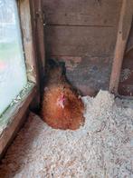 Krielkip hen en kuikens, Vrouwelijk, Kip