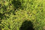 Carex Variegata  sier grasbonte Zeggegras, Ophalen, Vaste plant, Siergrassen, Halfschaduw