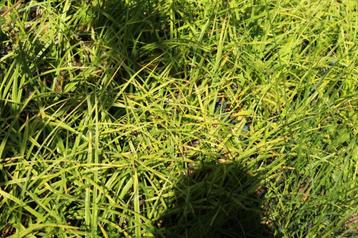 Carex Variegata  sier grasbonte Zeggegras beschikbaar voor biedingen