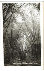 TRINIDAD ANTILLEN PORT OF SPAIN 1938 BAMBOOS BWI nr 1644, Verzenden, Voor 1920, Natuur