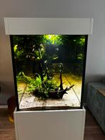 10 x Keizertetra Zwart - Nematobrycon Palmeri, Vis, Zoetwatervis, Schoolvis