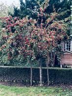 Sierappelbomen, Tuin en Terras, Planten | Fruitbomen, Ophalen
