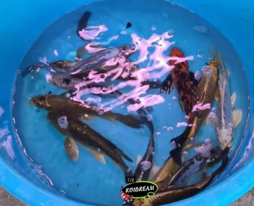 Mix vlinderkoi - Butterfly koi 25 / 30 cm Koidreams Valburg, Dieren en Toebehoren, Vissen | Vijvervissen, Karper of Koi