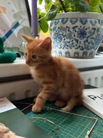 2 Kittens (gereserveerd), Meerdere dieren, Kortharig, 0 tot 2 jaar