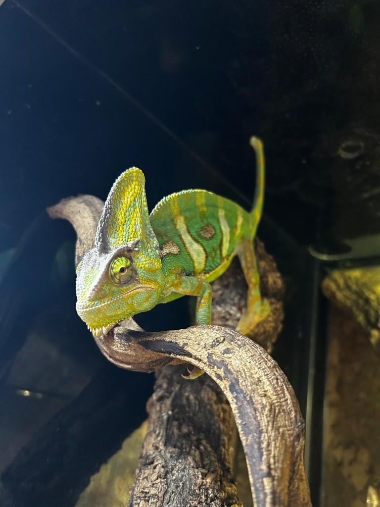 Jemenkameleon, Dieren en Toebehoren, Reptielen en Amfibieën, Hagedis, 0 tot 2 jaar