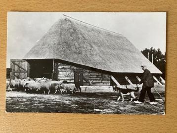 Heerde - Schaapskooi met herder beschikbaar voor biedingen