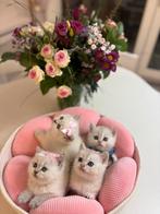 100% britse korthaar kittens, Dieren en Toebehoren, Poes, Kortharig, 0 tot 2 jaar