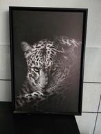 Tijger poema zwart wit foto schilderij in lijst 45 x 65, Antiek en Kunst, Ophalen of Verzenden