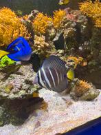 Zee water aqwarium  zoutwater aqwarium zeewateraquarium, Vis