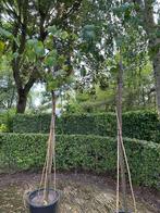 Ficus carica, Ophalen, 100 tot 250 cm, Vijgenboom