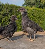 Hennen kippen kleurleggers olijfleggers eastereggers, Vrouwelijk, Kip