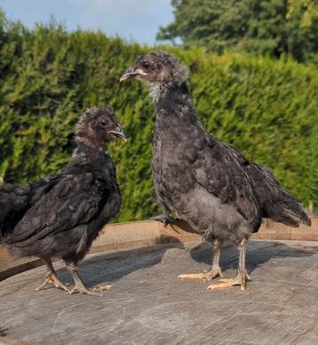 Hennen kippen kleurleggers olijfleggers eastereggers  beschikbaar voor biedingen